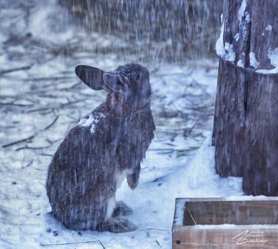 Автобус| Казань: сокровища Зиланта и новогоднее волшебство из Воронежа