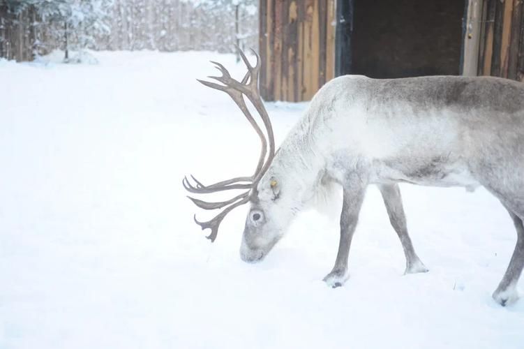 Тайны северной тундры